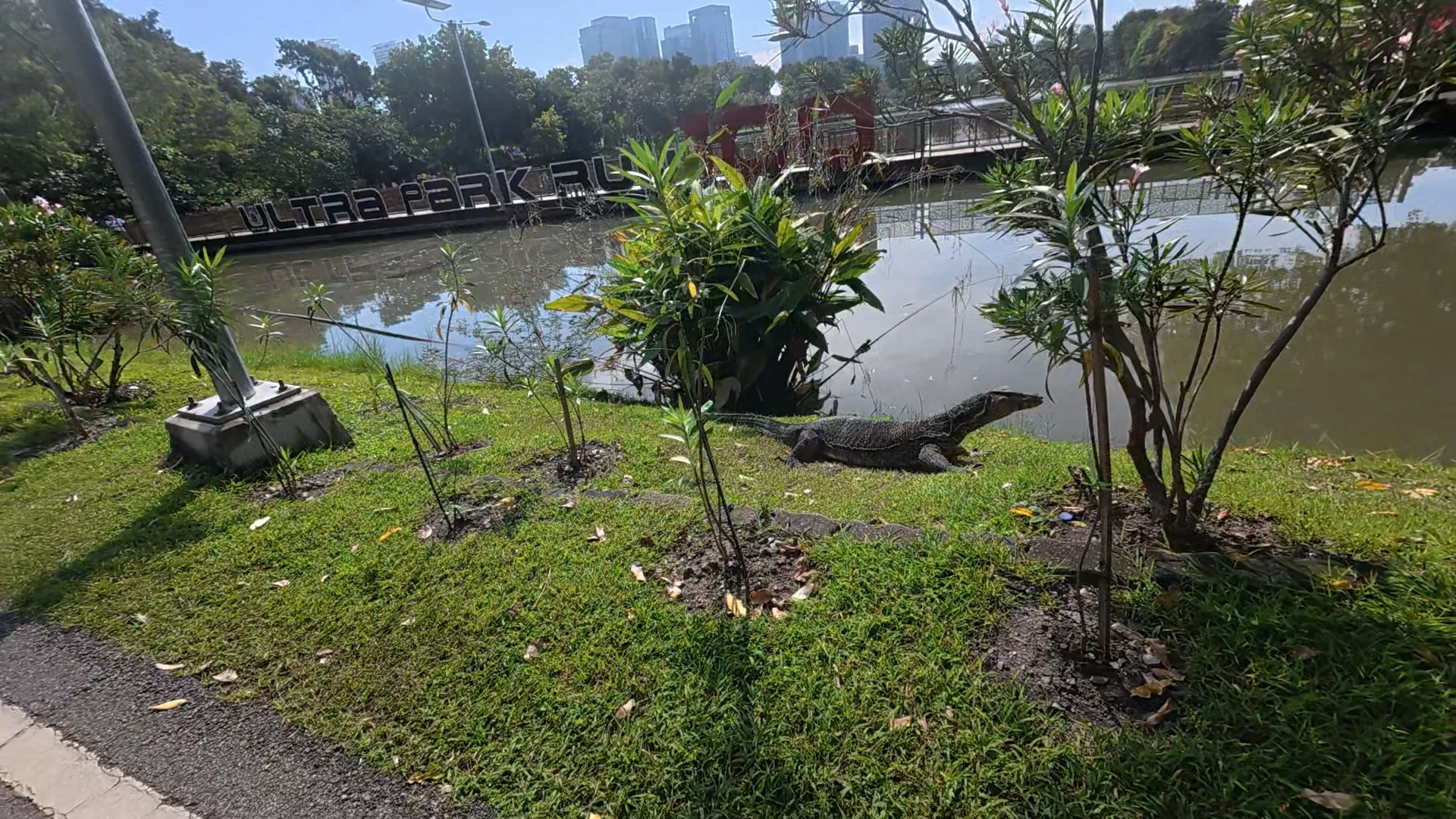Park panorama with monitor lizard sunbathing and Ultra Park Run 100 sign by the lake